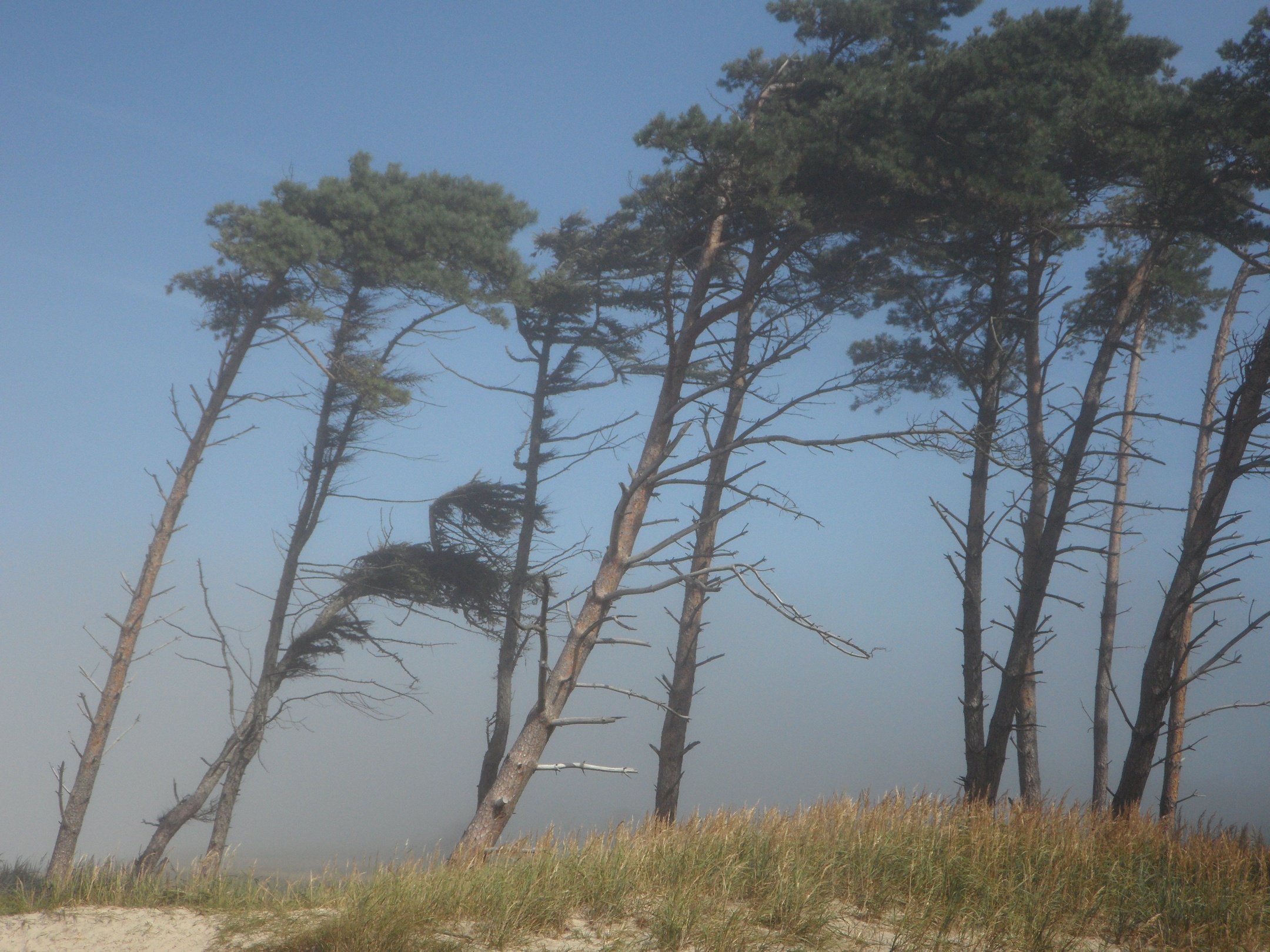 Trees Blown by Strong Wind